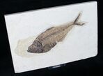 Well Preserved Diplomystus Fossil Fish - Wyoming #12179-1